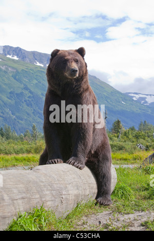 An adult male Brown bear lays on and lazily straddles a log, Alaska Wildlife Conservation Center, Alaska, Summer. Captive Stock Photo