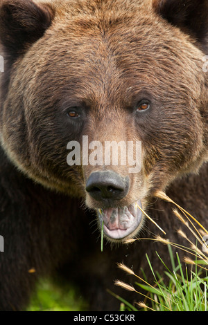 Extreme close up of a female Brown bear's face at the Alaska Wildlife Conservation Center, Southcentral Alaska, Summer. Captive Stock Photo