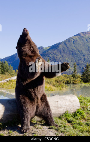 A Brown bear male stands next to a log on its hind feet, Alaska Wildlife Conservation Center, Alaska, Summer. Captive Stock Photo