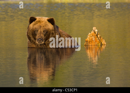 A female Brown bear mostly submerged in water at Alaska Wildlife Conservation Center, Southcentral Alaska, Summer. Captive Stock Photo