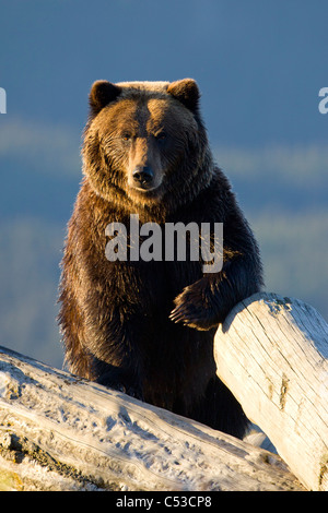 A captive Brown bear stands on a log pile in late afternoon at Alaska Wildlife Conservation Center, Alaska, Summer. Captive Stock Photo