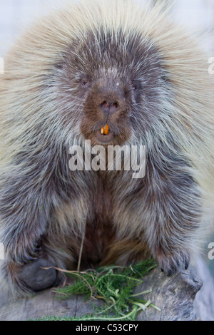 Close up of an adult porcupine at Alaska Wildlife Conservation Center, Southcentral Alaska, Summer. Captive Stock Photo