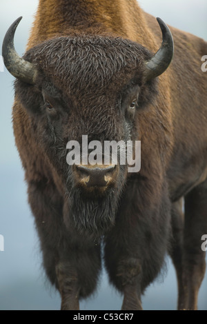 Portrait of a Wood Bison bull standing at Alaska Wildlife Conservation Center, Southcentral Alaska, Autumn. Captive Stock Photo