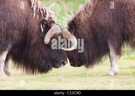 Two bull musk ox in a confrontation during the rutting season at Alaska Wildlife Conservation Center, Alaska. Captive Stock Photo