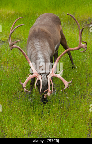 A bull caribou feeds on the green grasses at Alaska Wildlife Conservation Center, Southcentral Alaska, Summer. Captive