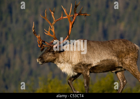 Profile of a bull Caribou walking in grass on a sunny day at Alaska Wildlife Conservation Center, Alaska, Summer. Captive Stock Photo