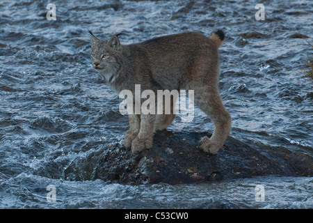 Adult Canada Lynx stands on a rock in the middle of Igloo Creek in Denali National Park and Preserve, Interior Alaska, Fall Stock Photo