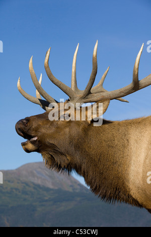 Close up view of a Rocky Mountain bull elk bugling during the Autumn rut at the near Portage, Southcentral Alaska. CAPTIVE Stock Photo