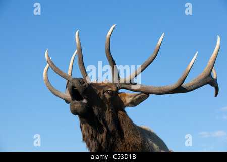 Close up view of a Rocky Mountain bull elk bugling during the Autumn rut at the near Portage, Southcentral Alaska. CAPTIVE Stock Photo