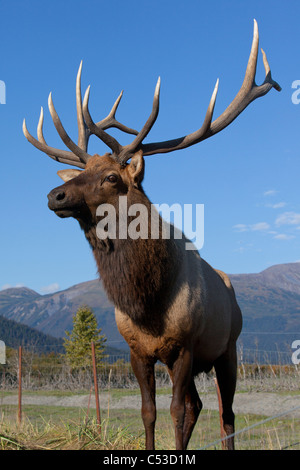 Portrait of a Rocky Mountain bull elk at the near Portage, Alaska, Autumn. CAPTIVE Stock Photo