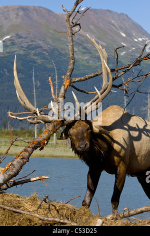 Male Elk Stock Photos & Male Elk Stock Images - Alamy