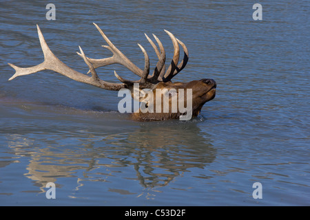An adult Roosevelt bull elk swims across a pond with his head and antlers above water at the near Portage, Alaska. CAPTIVE Stock Photo