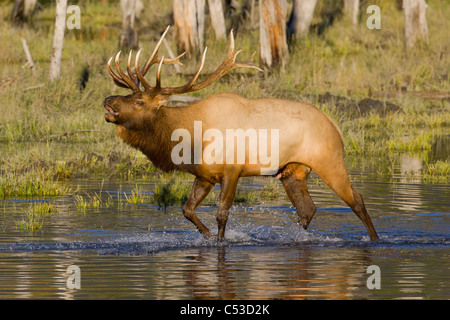 An adult bull Roosevelt elk walks through a pond while bugling, near Portage, Alaska, Autumnm. CAPTIVE Stock Photo