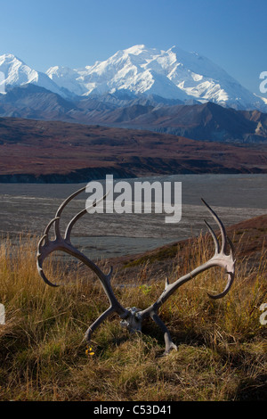 View of caribou antler rack lying on a grassy mound, Mt. McKinley in the background, Denali National Park, Alaska Stock Photo