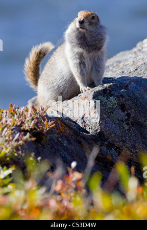 Close up of an adult Arctic Ground Squirrel sitting on a rock with its tail pointed up in Denali National Park, Interior Alaska Stock Photo