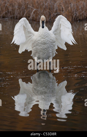 Trumpeter Swan flaps it wings with reflection visible in Potter Marsh, Anchorage, Southcentral Alaska, Autumn Stock Photo