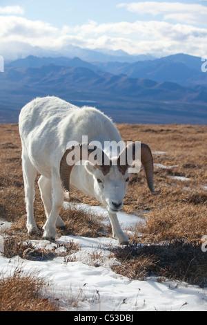 A Dall sheep ram stands on tundra, Denali National Park and Preserve, Interior Alaska, Autumn Stock Photo