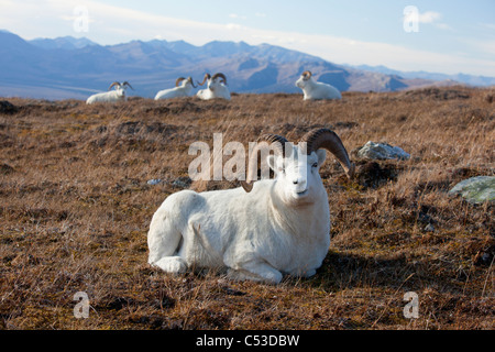 A band of Dall sheep rams lie and rest in a high mountain meadow, Denali National Park and Preserve, Interior Alaska, Autumn Stock Photo