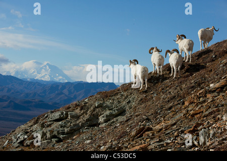 A band of Dall sheep rams stand on a rocky hillside and look towards Mt. McKinley in the background, Interior Alaska, Autumn Stock Photo