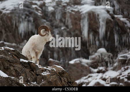 Dall sheep ram stands on a rocky cliff with icicles above Seward Highway, Chugach Mountains, Turnagain Arm, Alaska Stock Photo