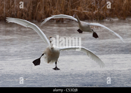 Two Tundra Swans fly over a pond near Portage, Southcentral Alaska, Autumn Stock Photo