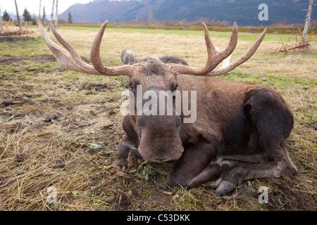 A wide-angle view of a bull moose lying in grass at the Alaska Widllife Conservation Center, Alaska. CAPTIVE Stock Photo