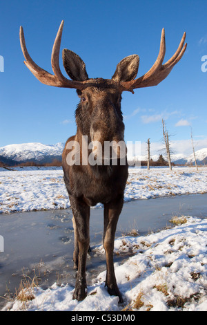 A wide-angle view of a bull moose standing on thin snow at the Alaska Widllife Conservation Center, Alaska. CAPTIVE Stock Photo