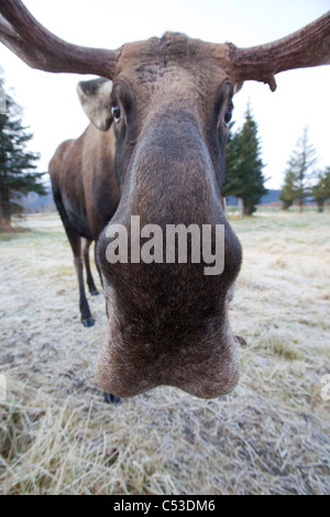 A wide-angle view of a bull moose standing at the Alaska Widllife Conservation Center, Southcentral Alaska, Winter. CAPTIVE Stock Photo