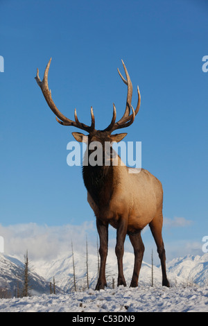 A mature Roosevelt Elk stands on snowcovered ground on a sunny day at Alaska Wildlife Conservation Center, Alaska. CAPTIVE Stock Photo
