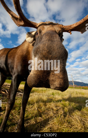 A wide-angle close-up view of a bull moose at the Alaska Widllife Conservation Center, Southcentral Alaska, Autumn. CAPTIVE Stock Photo