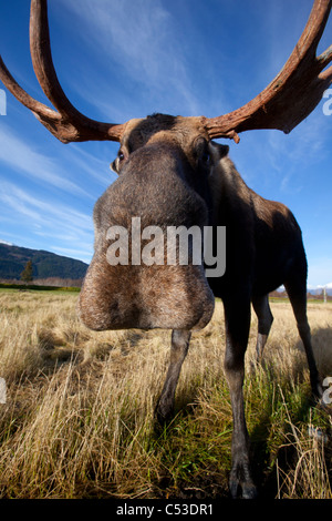 A wide-angle close-up view of a bull moose at the Alaska Widllife Conservation Center, Southcentral Alaska, Autumn. CAPTIVE Stock Photo