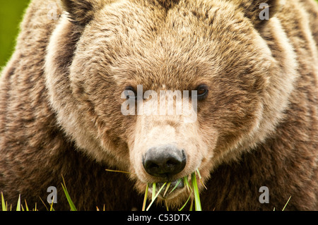 Brown bear feed on sedge grass at the McNeil River State Game Sanctuary, Southwest Alaska, Summer Stock Photo