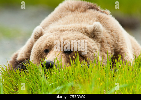 Brown bear resting on sedge grass at the McNeil River State Game Sanctuary, Southwest Alaska, Summer Stock Photo