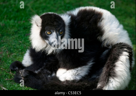 Black Lemur (Eulemur macaco) male animal sitting and sunbathing Stock Photo