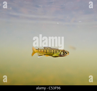 Underwater view of a recently emerged coho salmon fry rearing in 18-mile Creek, Copper River Delta, Alaska. Stock Photo