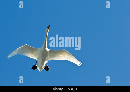 Trumpeter Swan in flight over Westchester Lagoon, Anchorage, Southcentral Alaska, Fall Stock Photo