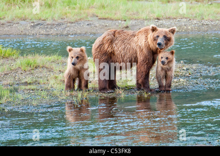 Brown Bear sow stands in a stream with her spring cubs in Chinitna Bay, Lake Clark National Park, Southcentral Alaska, Summer