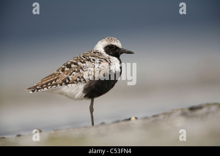 Black-bellied Plover standing on Odiak Slough mudflats during migration, Copper River Delta, Cordova, Alaska Stock Photo