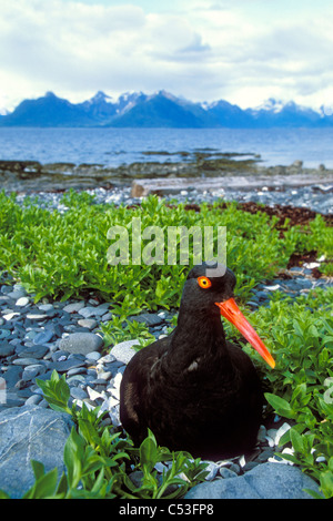 Black Oystercatcher on nest showing 4 eggs with Port Gravina and Chugach mountains in Background, Prince William Sound, Alaska Stock Photo