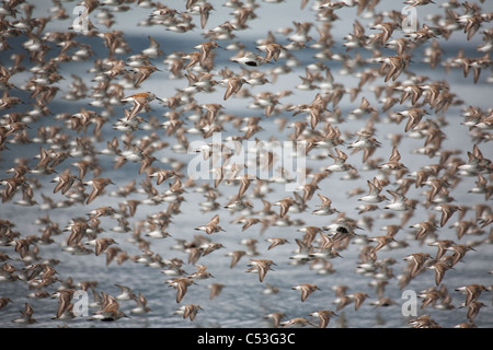 Large flock of shorebirds taking flight on mud flats of Hartney Bay during Spring migration, Copper River Delta, Alaska Stock Photo