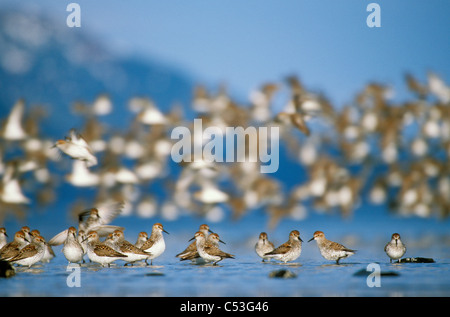 Shorebird flock (mostly Western Sandpipers and Dunlins) during Spring migration, Copper River Delta,Southcentral Alaska Stock Photo