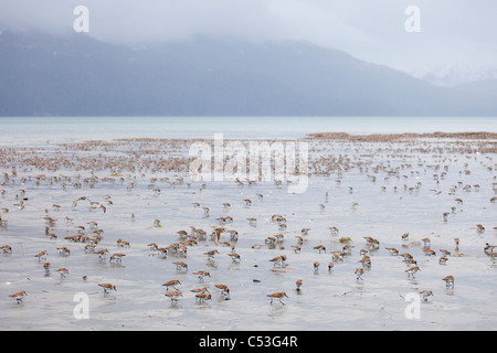Shorebird flock scattered and feeding on mud flats of Hartney Bay during Spring migration, Copper River Delta, Alaska Stock Photo