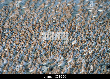 Large flock of Western Sandpipers on the mud flats of the Copper River Delta,Southcentral Alaska, Spring Stock Photo