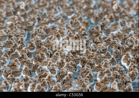 Large flock of Western Sandpipers on the mud flats of the Copper River Delta,Southcentral Alaska, Spring Stock Photo