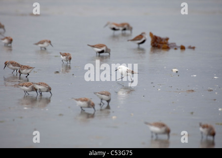 Shorebird flock with leucistic Western Sandpiper on mud flats of Hartney Bay during Spring migration, Copper River Delta, Alaska Stock Photo