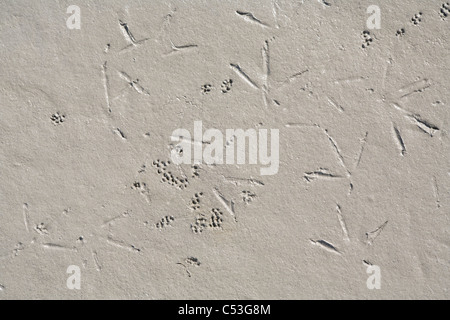 Shorebird tracks and probe marks on mud flats of Hartney Bay during Spring migration, Copper River Delta,Southcentral Alaska Stock Photo