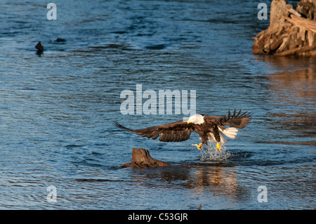 Bald Eagle catches a hooligan fish in its talons while fishing in the Alaganik Slough, Chugach National Forest, Cordova, Alaska Stock Photo