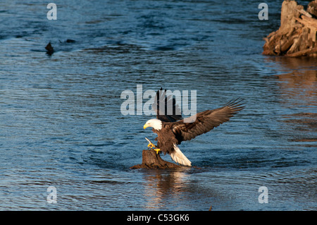 Bald Eagle catches a hooligan fish in its talons while fishing in the Alaganik Slough, Chugach National Forest, Cordova, Alaska Stock Photo