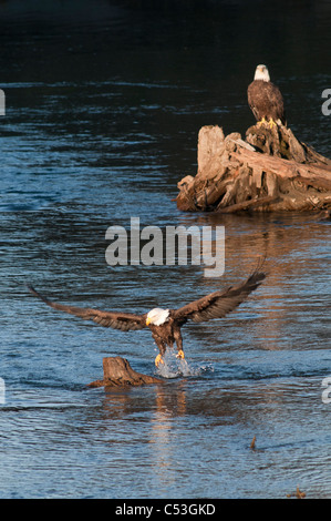 Bald Eagle catches a hooligan fish in its talons while fishing in the Alaganik Slough, Chugach National Forest, Cordova, Alaska Stock Photo