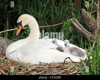 A swan with young cygnets sitting in her wings. Stock Photo